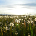 Dark Grey Ikat Traditional Outdoor Rug - Polypropylene - 200x290 cm